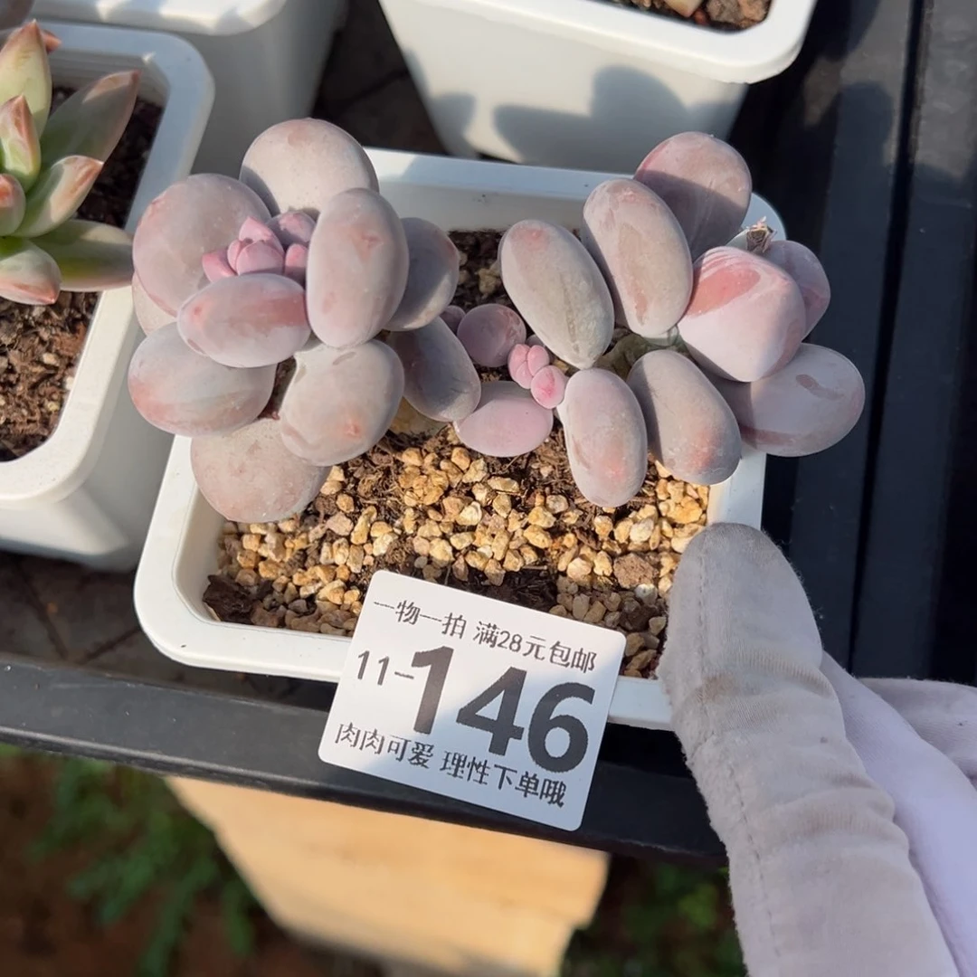 大叶奶多肉多多肉多肉