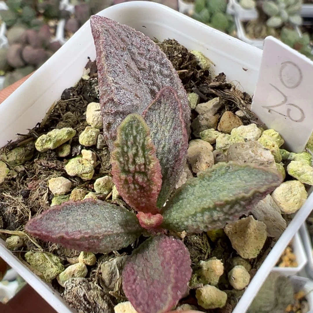 w粉色系小花造型冰晶颗粒款实生新品