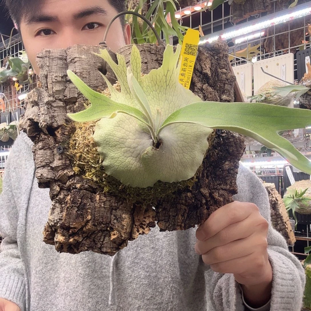 无花朵佩德罗鹿角蕨