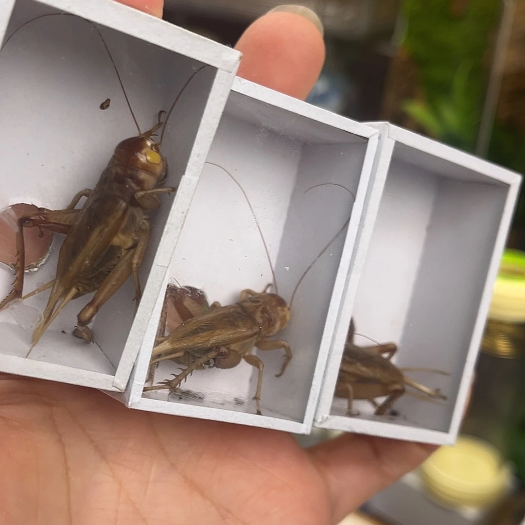 3条全品冰糖子哈哈哈哈