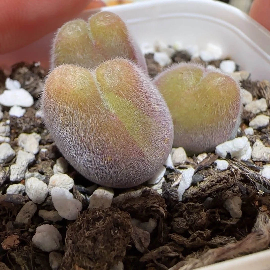 肉锥多肉植物百科-长毛翠滴741