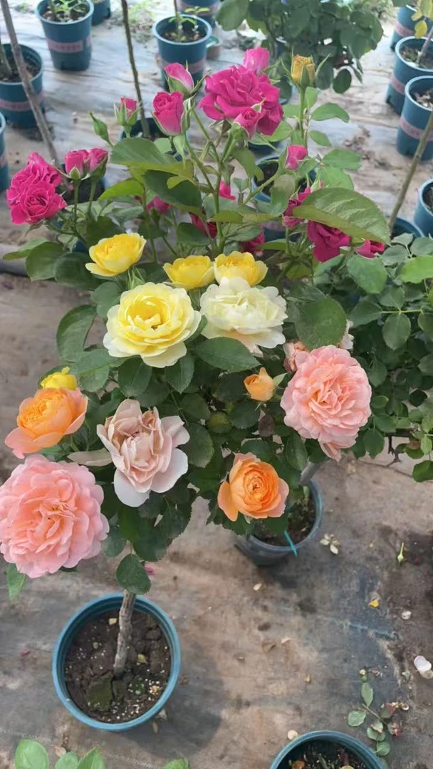 多色原土原盆顺丰包邮带花苞发货80-100厘米四季月季棒棒糖