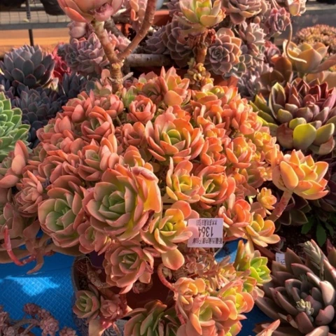 逆*1364火焰玫瑰多肉