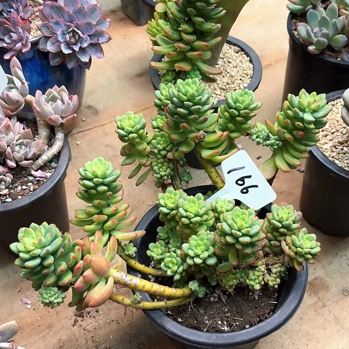 风***大多肉植物，香格里拉166号