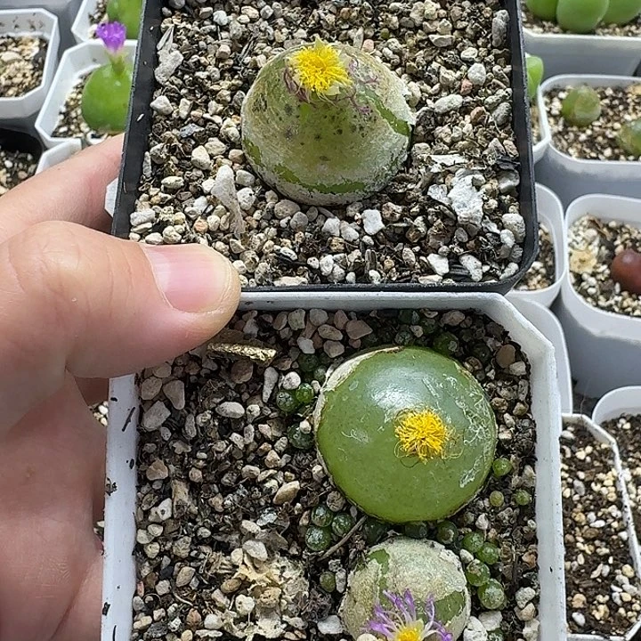 暖***O老马生石花灯泡1026