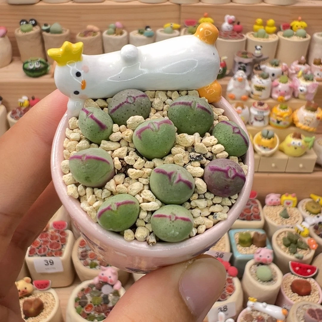 多肉植物64号少将