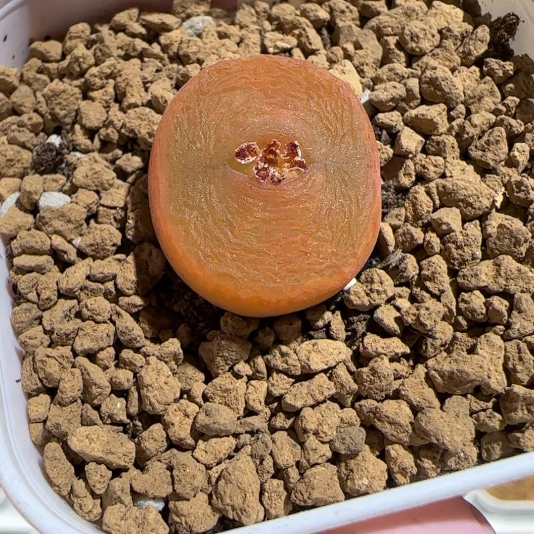 肉锥多肉植物组合-优选水蜜桃母本1263