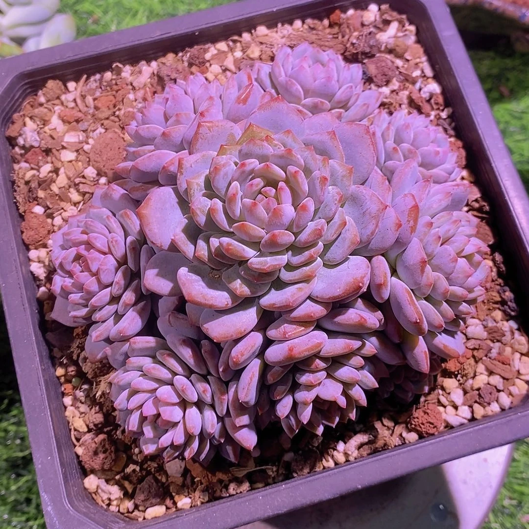 星星橙捧花