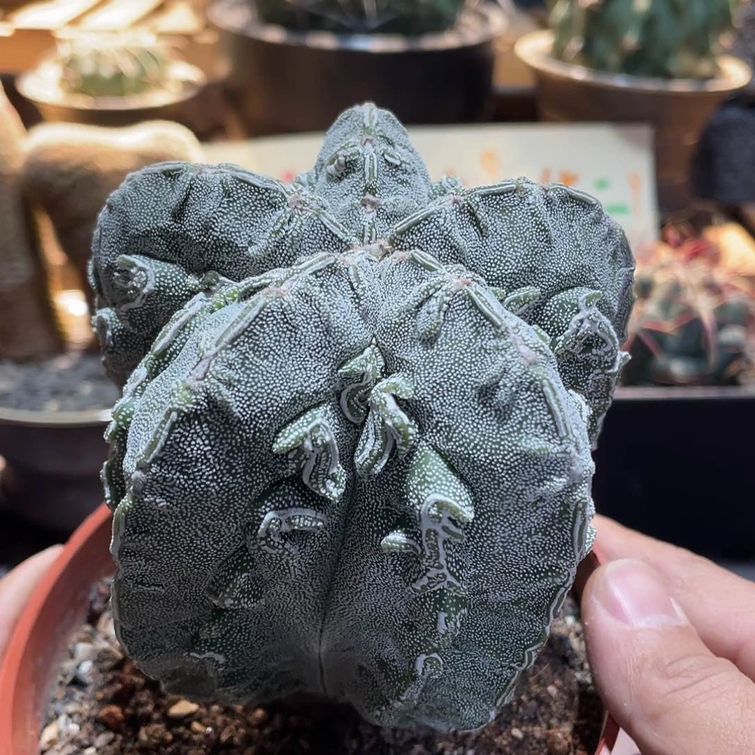 066实生根银沙核桃鸾凤玉