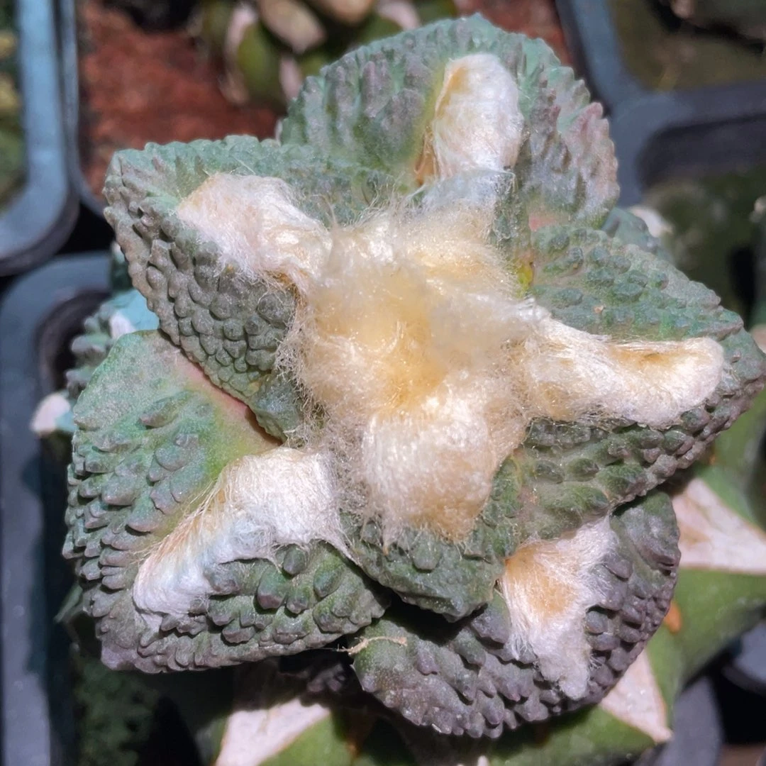 雪顶 蓝皮菜花牡丹 仙人球