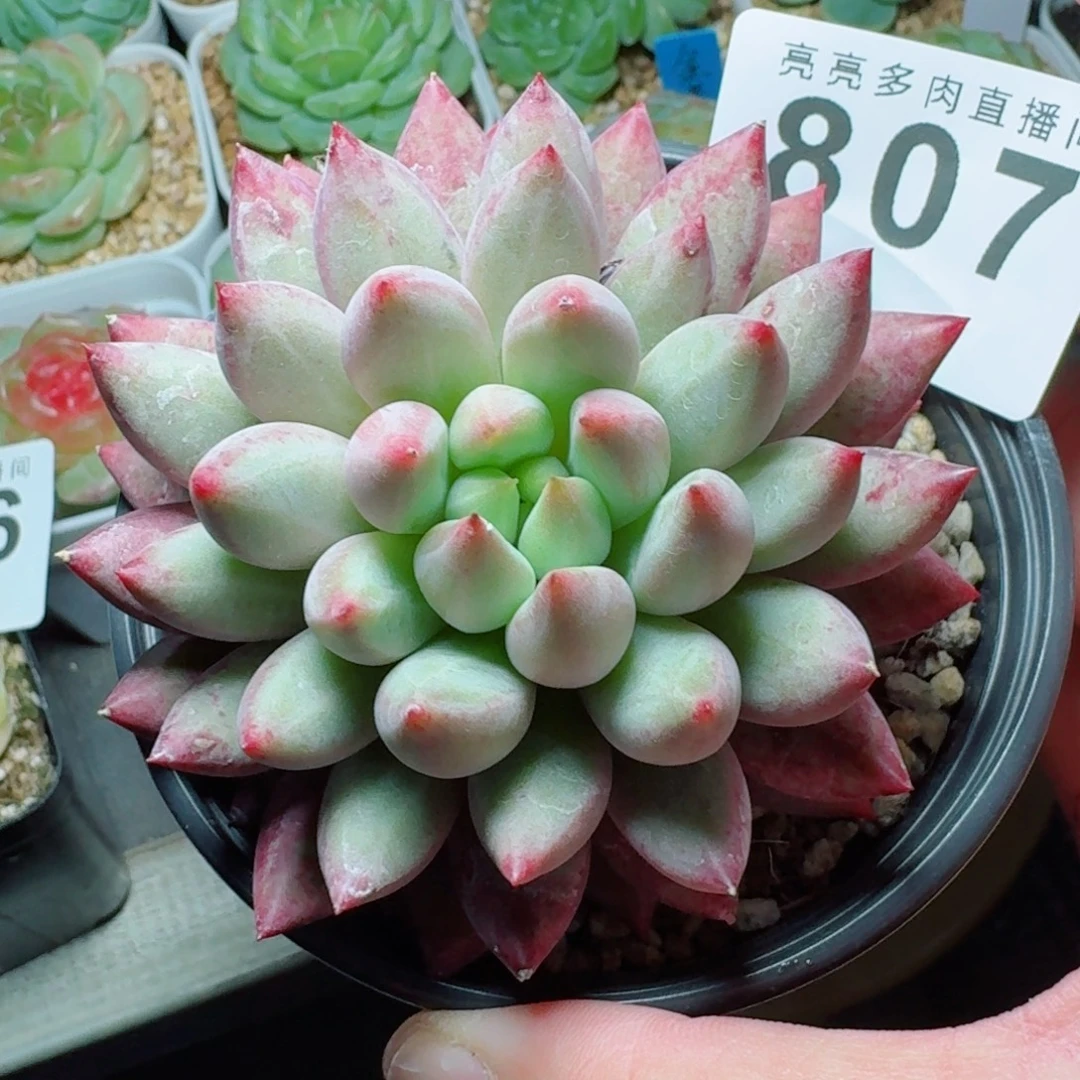 美人            精美多肉植物