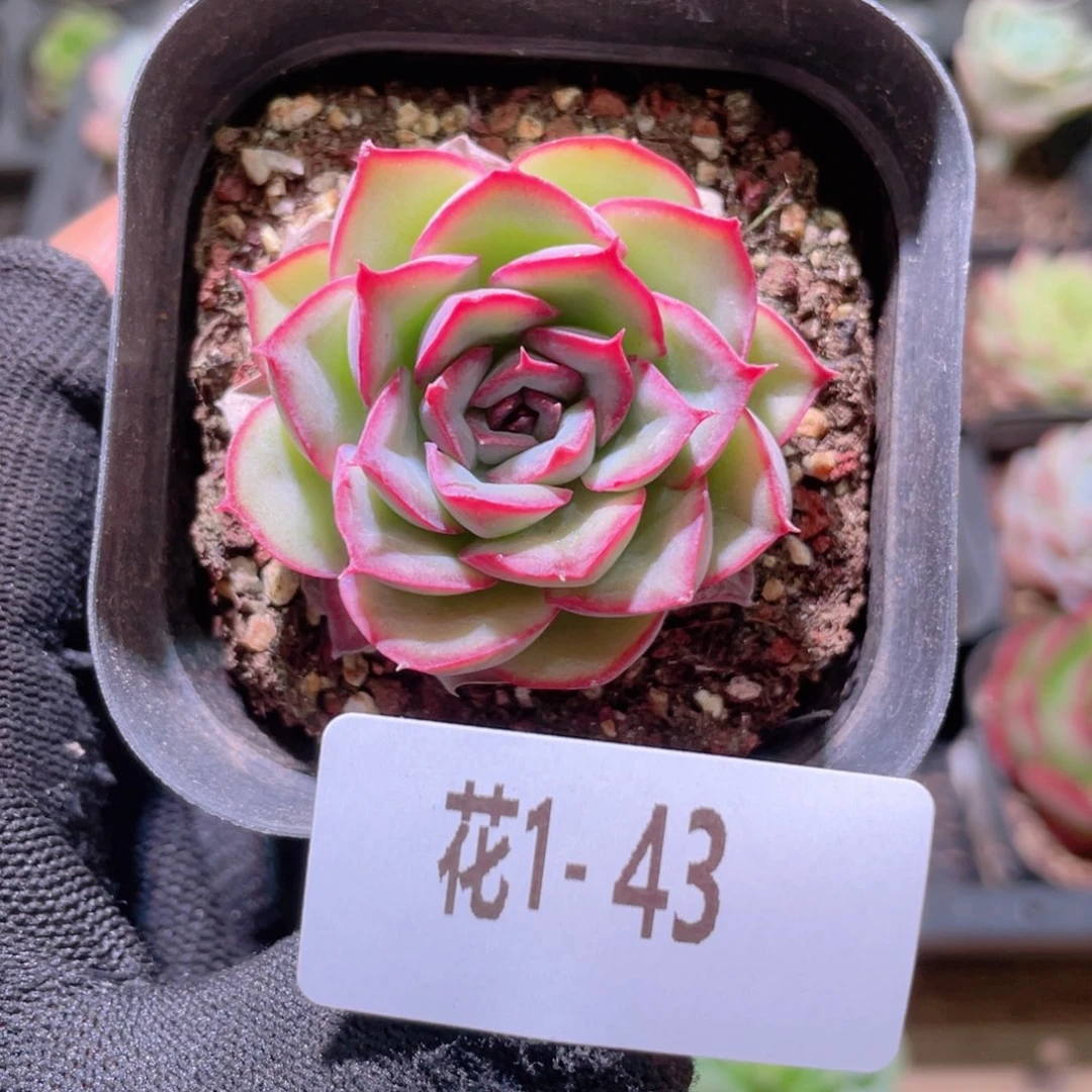 花利美1-43猎户座