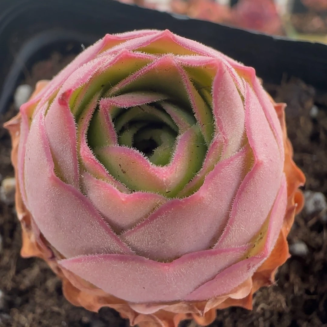 Y831半城玫瑰四月天