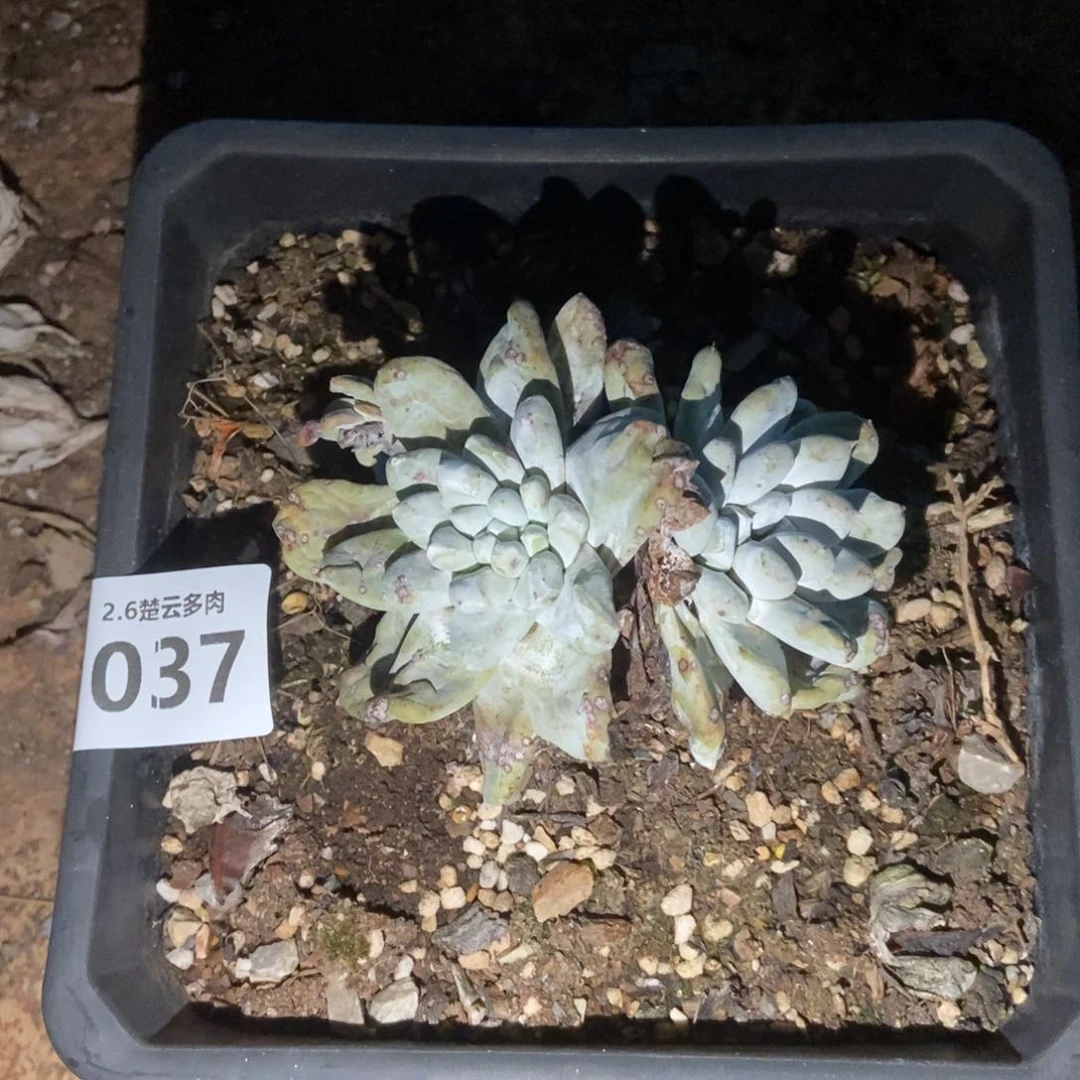 037多肉植物啦啦啦