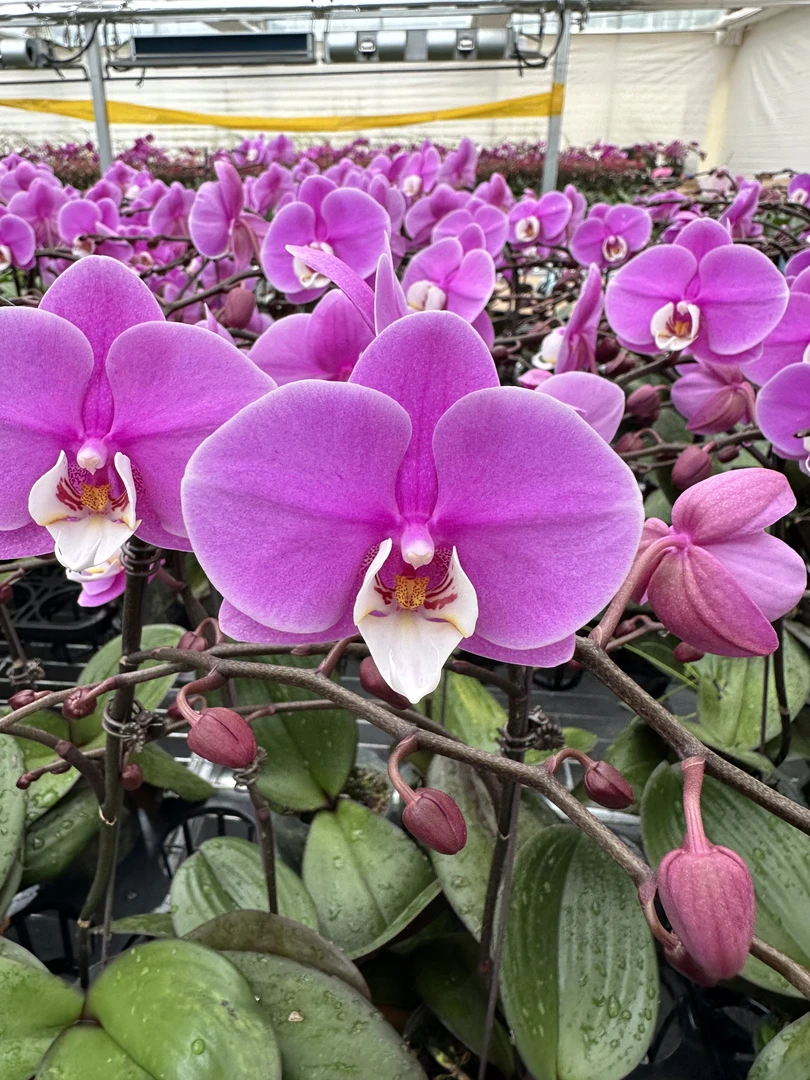 兰屿 LYSLAND【赛冰冰 2.8寸】蝴蝶兰鲜花盆栽