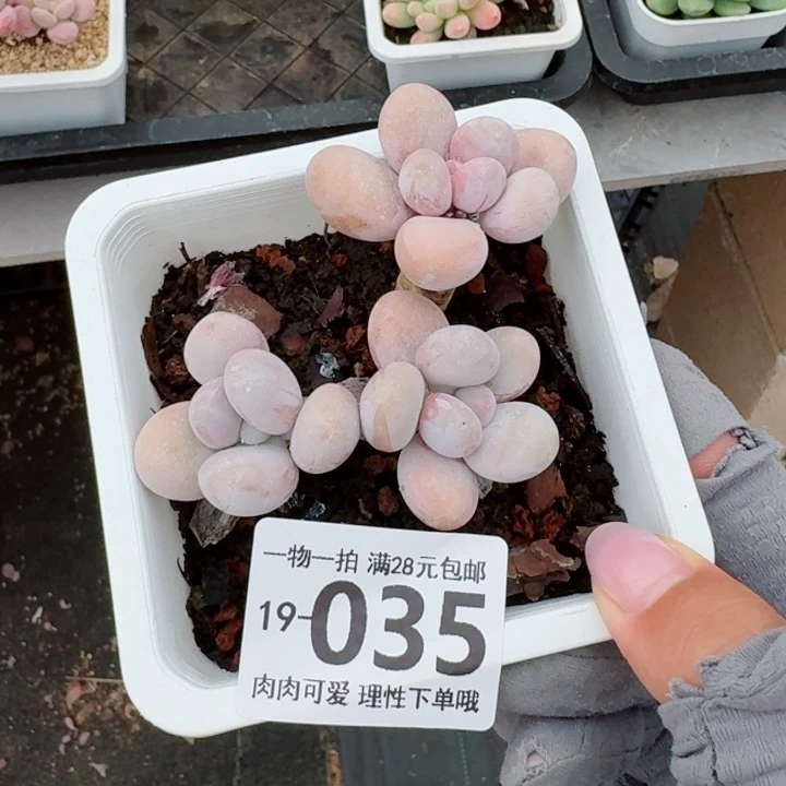 奶酪无盆土发货无盆