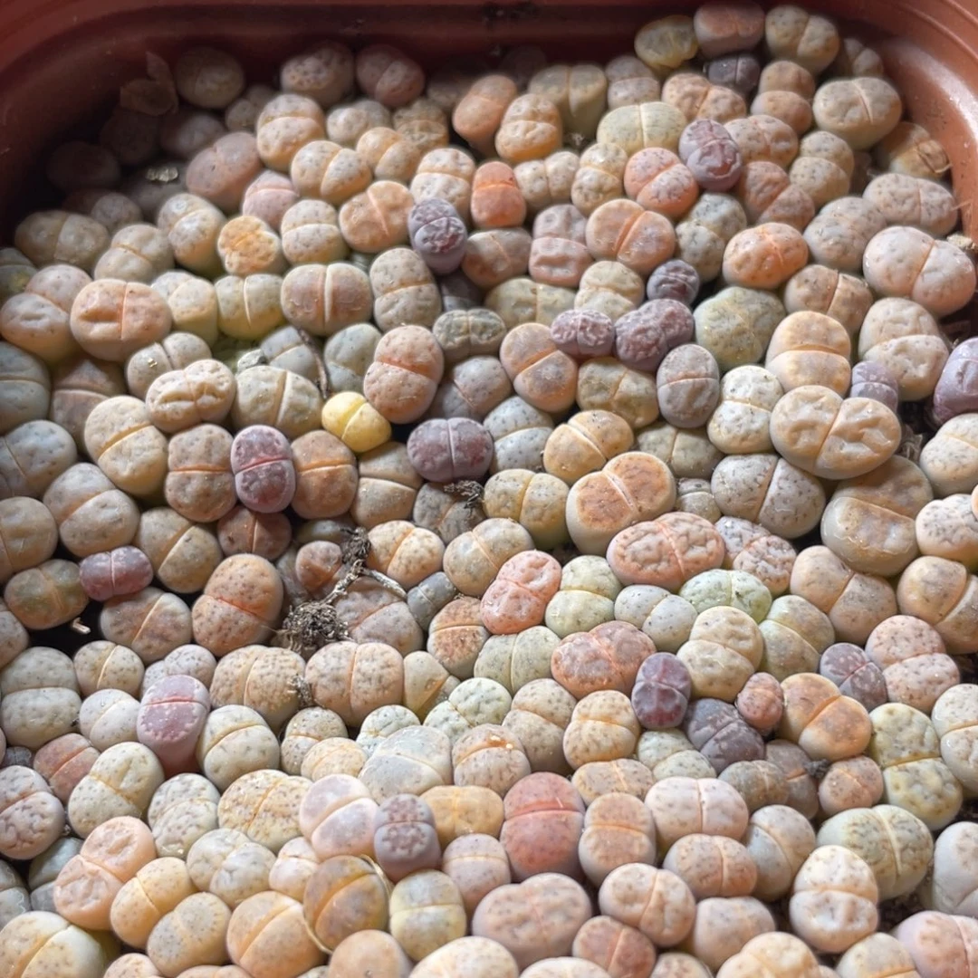 大盆特价一物一拍～48