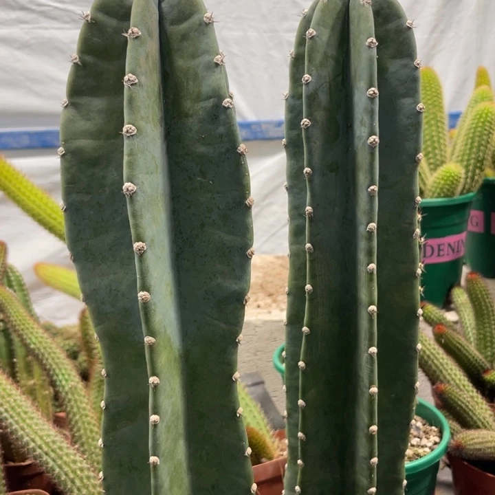 超大量天尺一个保25公分