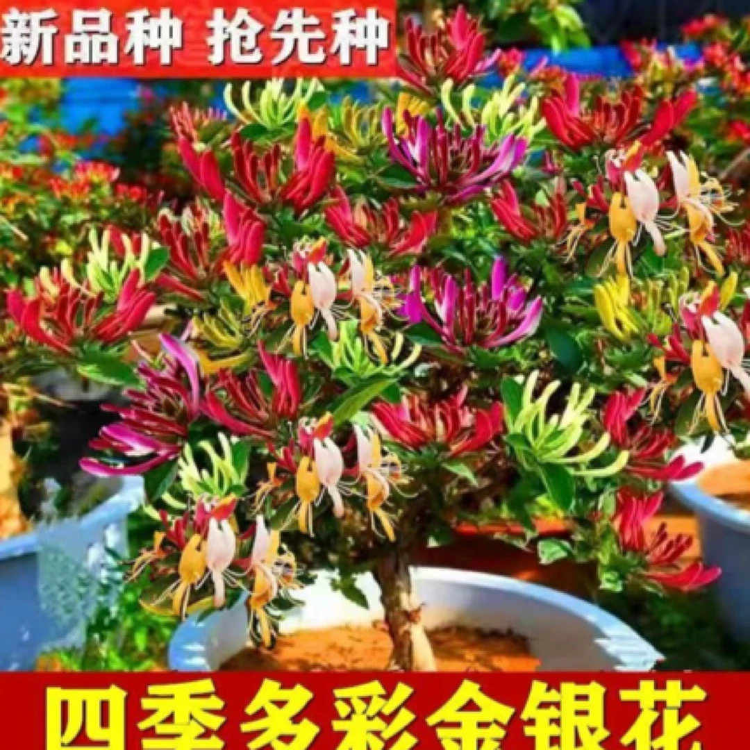 多彩红色金银花盆栽地栽耐热耐寒多次开花带香味可泡茶