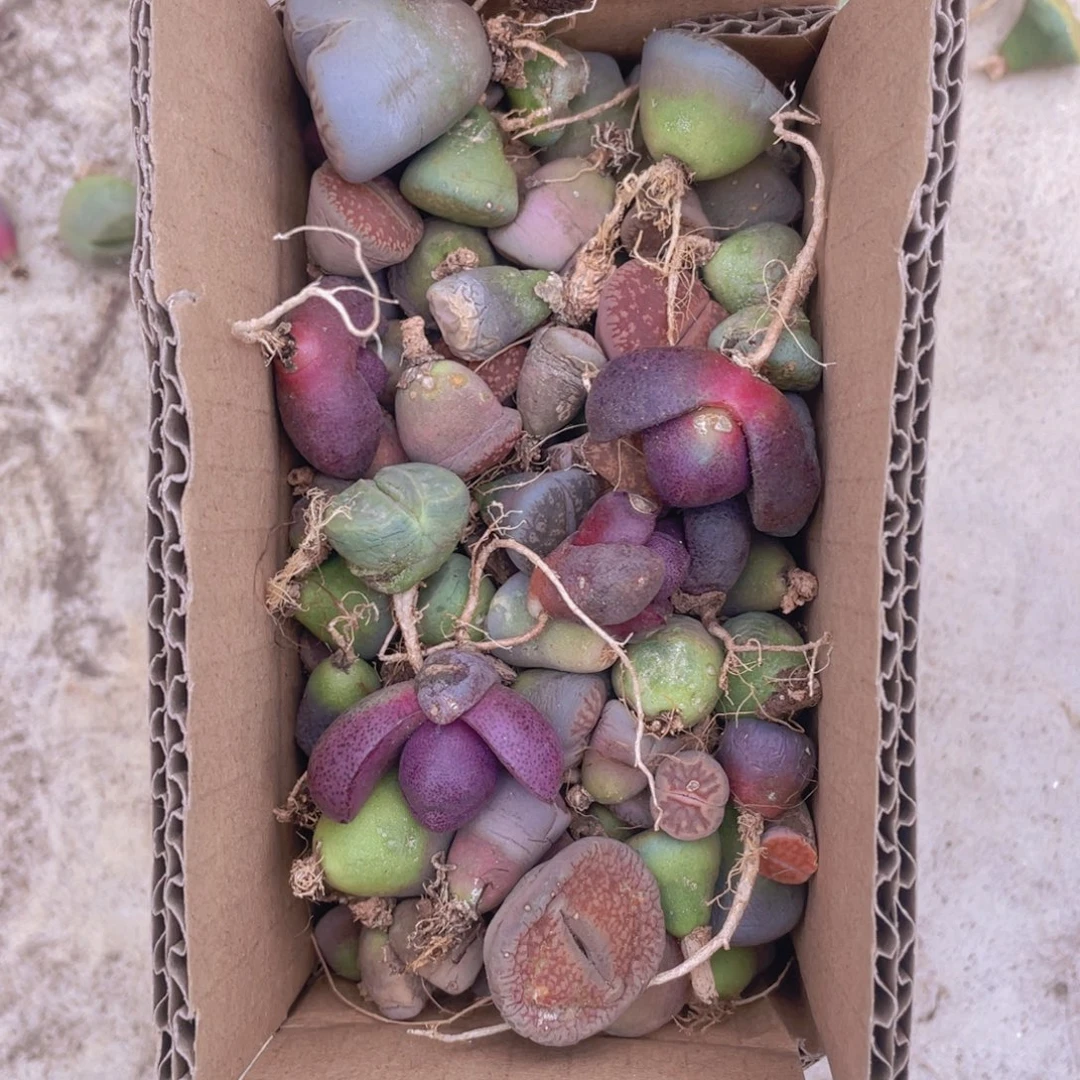 一箱脱土单头8888888