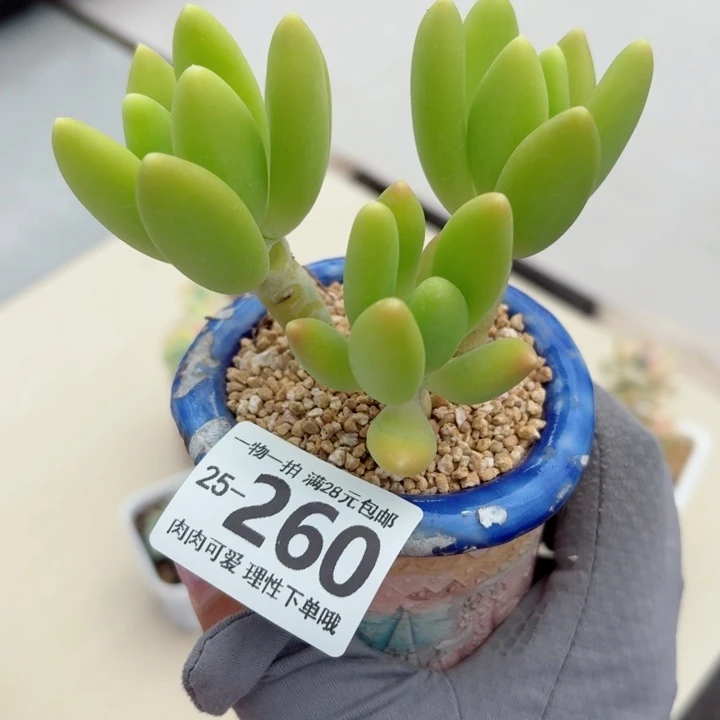 芒果奶多肉无盆土发货无