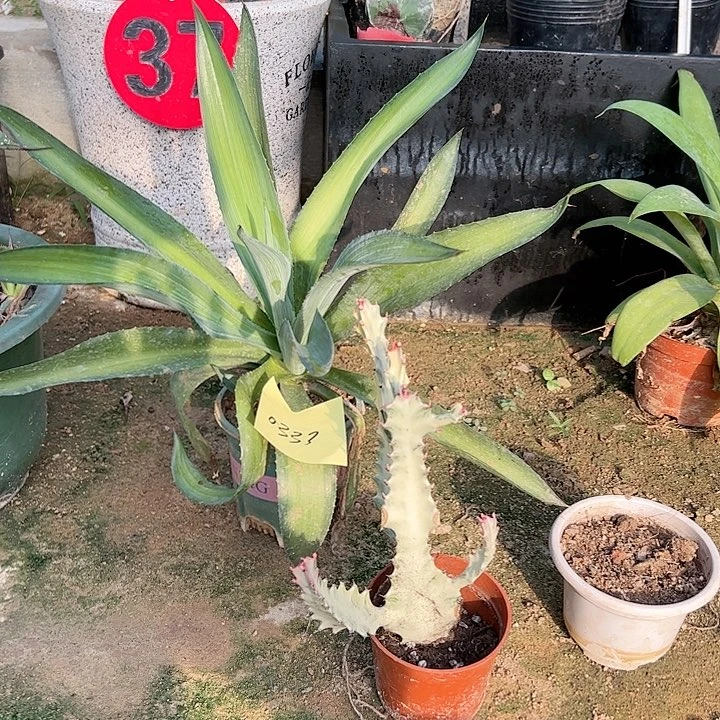 【闪购商品】八***零小植物3颗