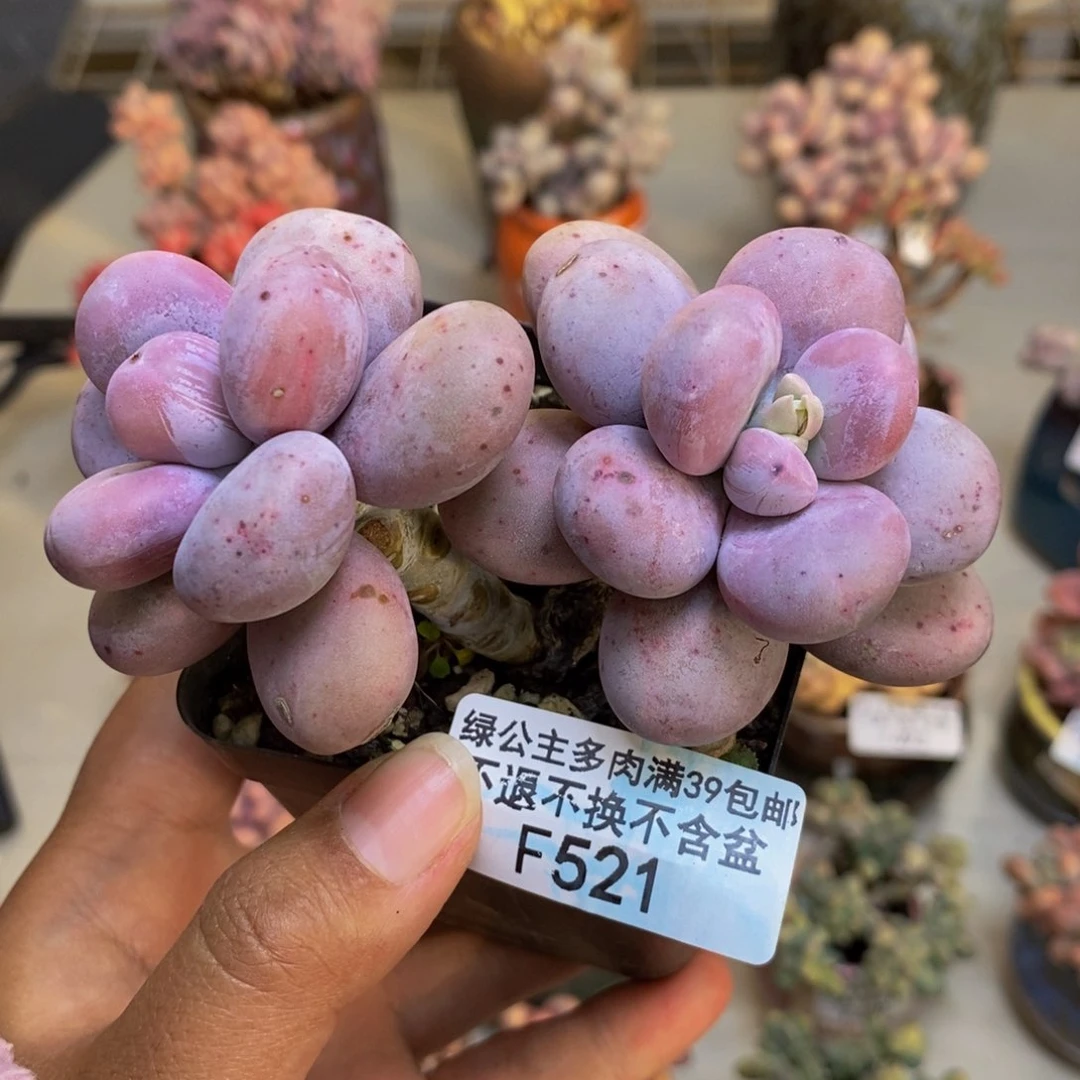 521水光针多肉7cm