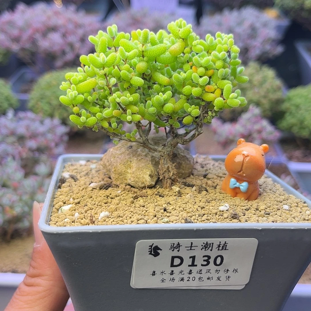 130金桔糖球枝干多肉