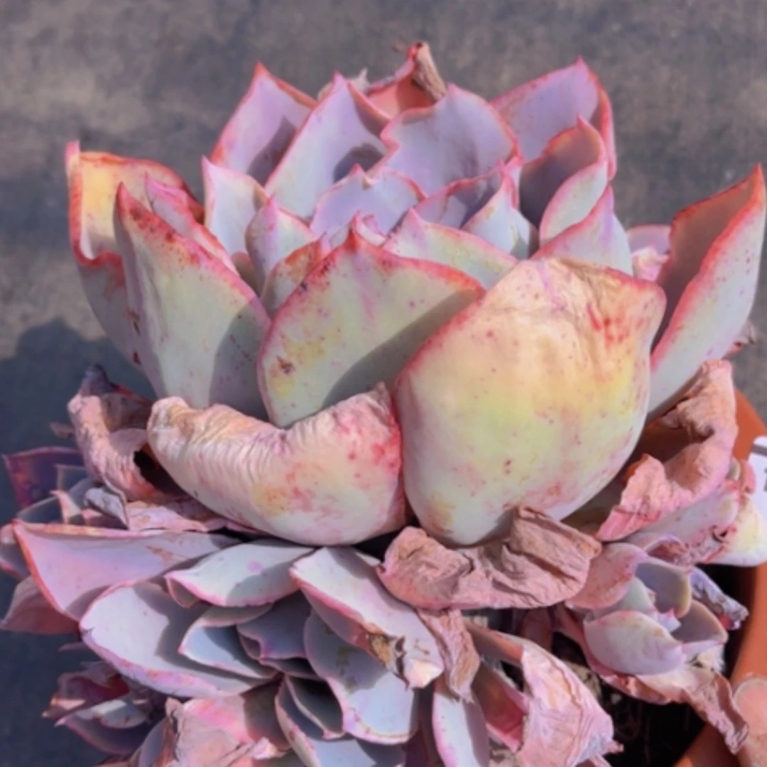 【闪购商品】晚霞19144