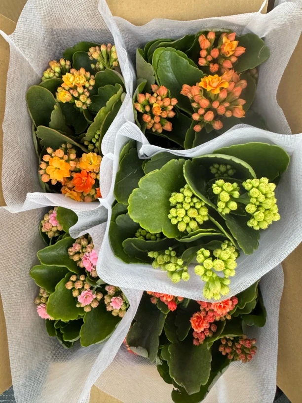 长寿花-2颗2色清棚处理