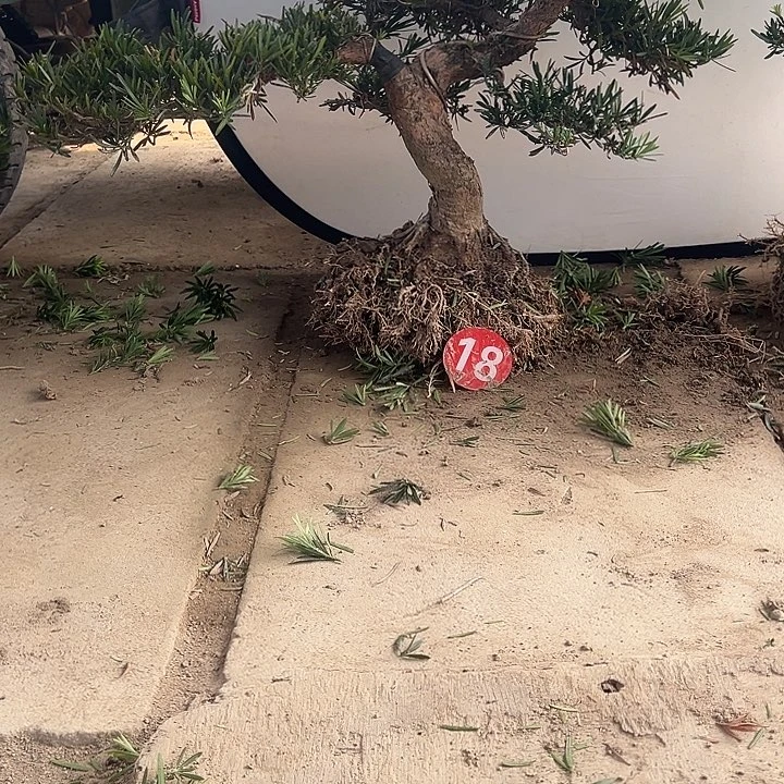 青***制无花朵小叶雀舌罗汉松