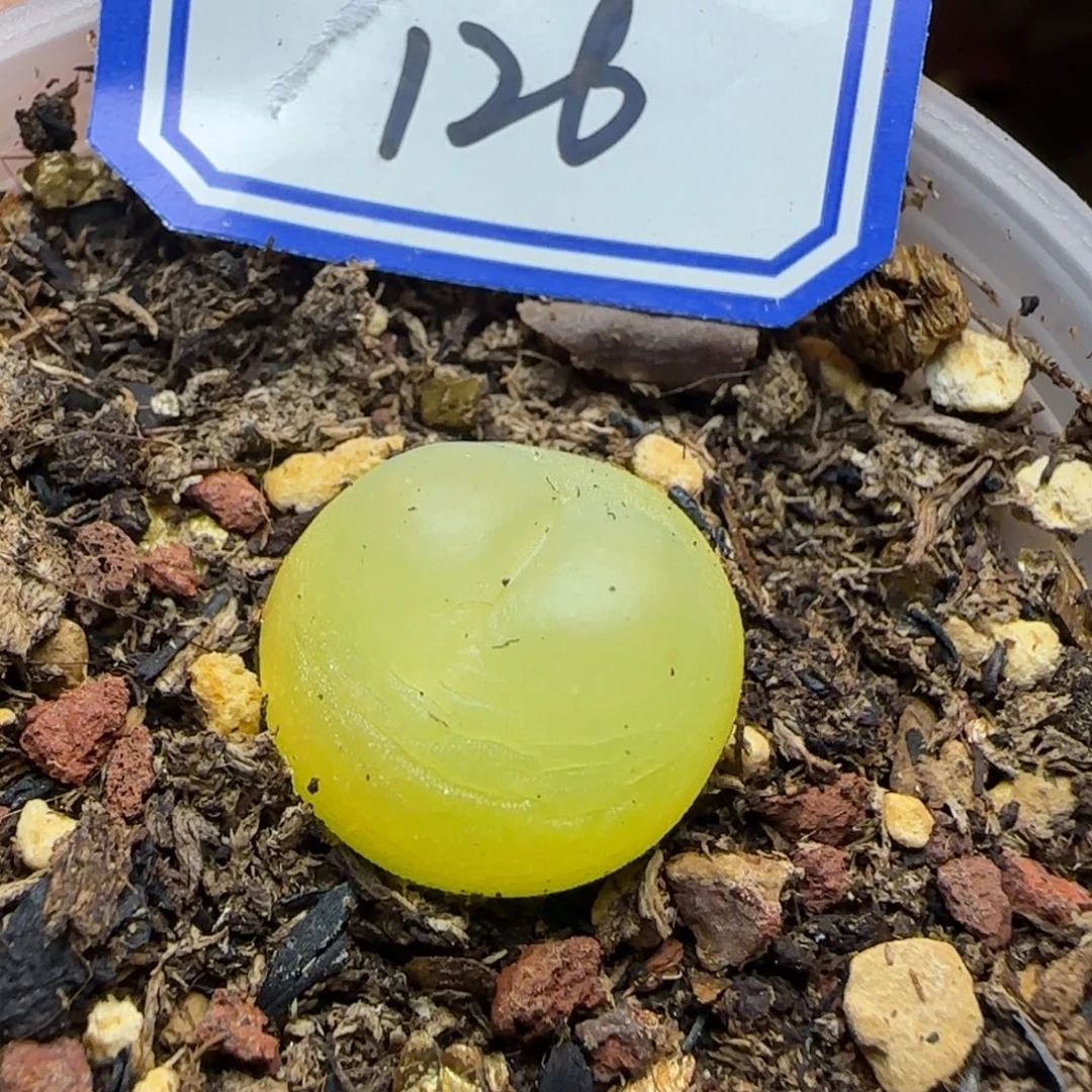 带盆土。 发货。