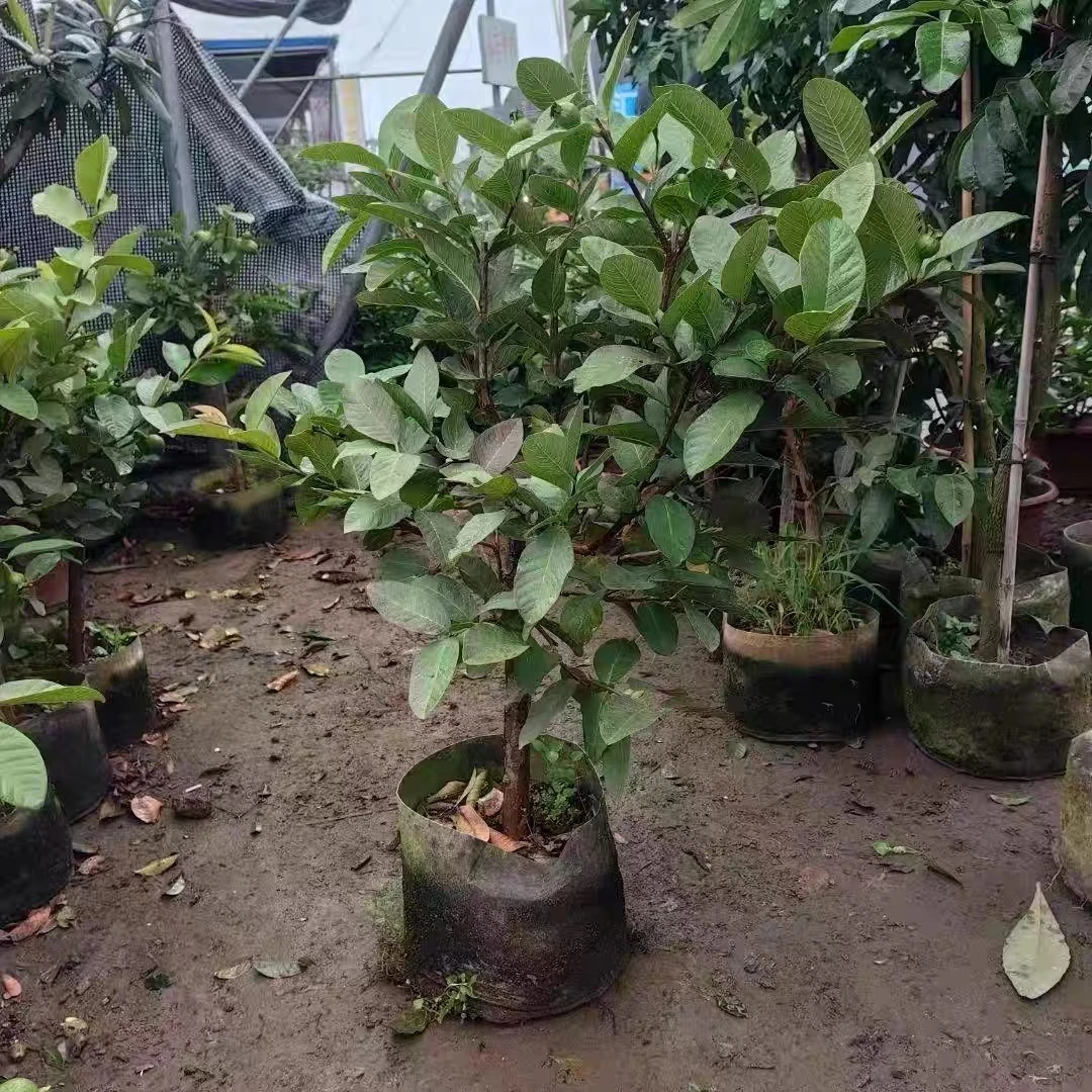 【一物一拍】四季奶香和珍珠白心与胭脂红，西瓜红绿植盆栽种植