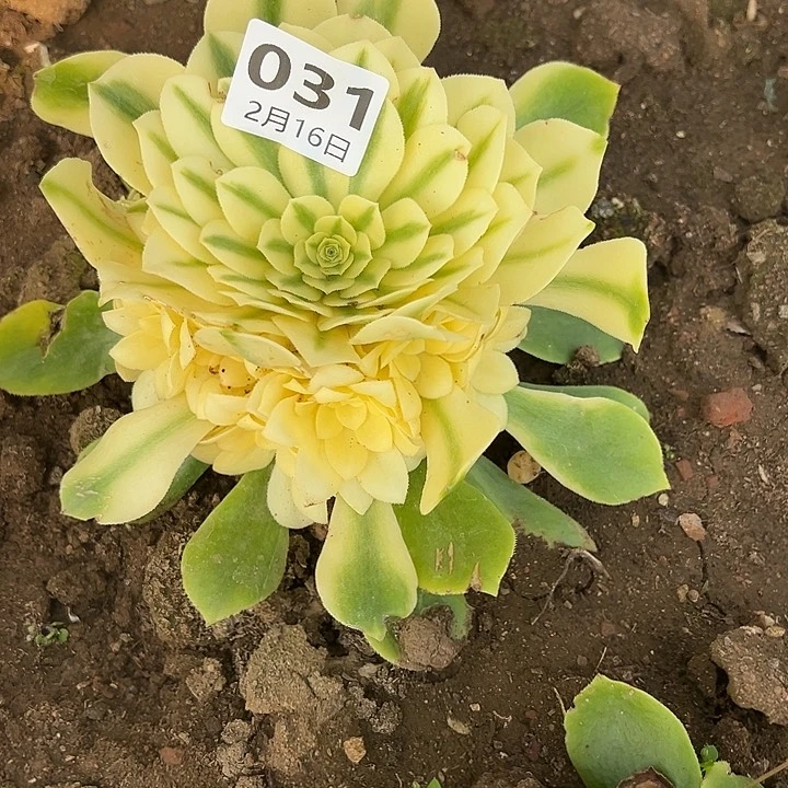 2.16-31新尼亚多肉1