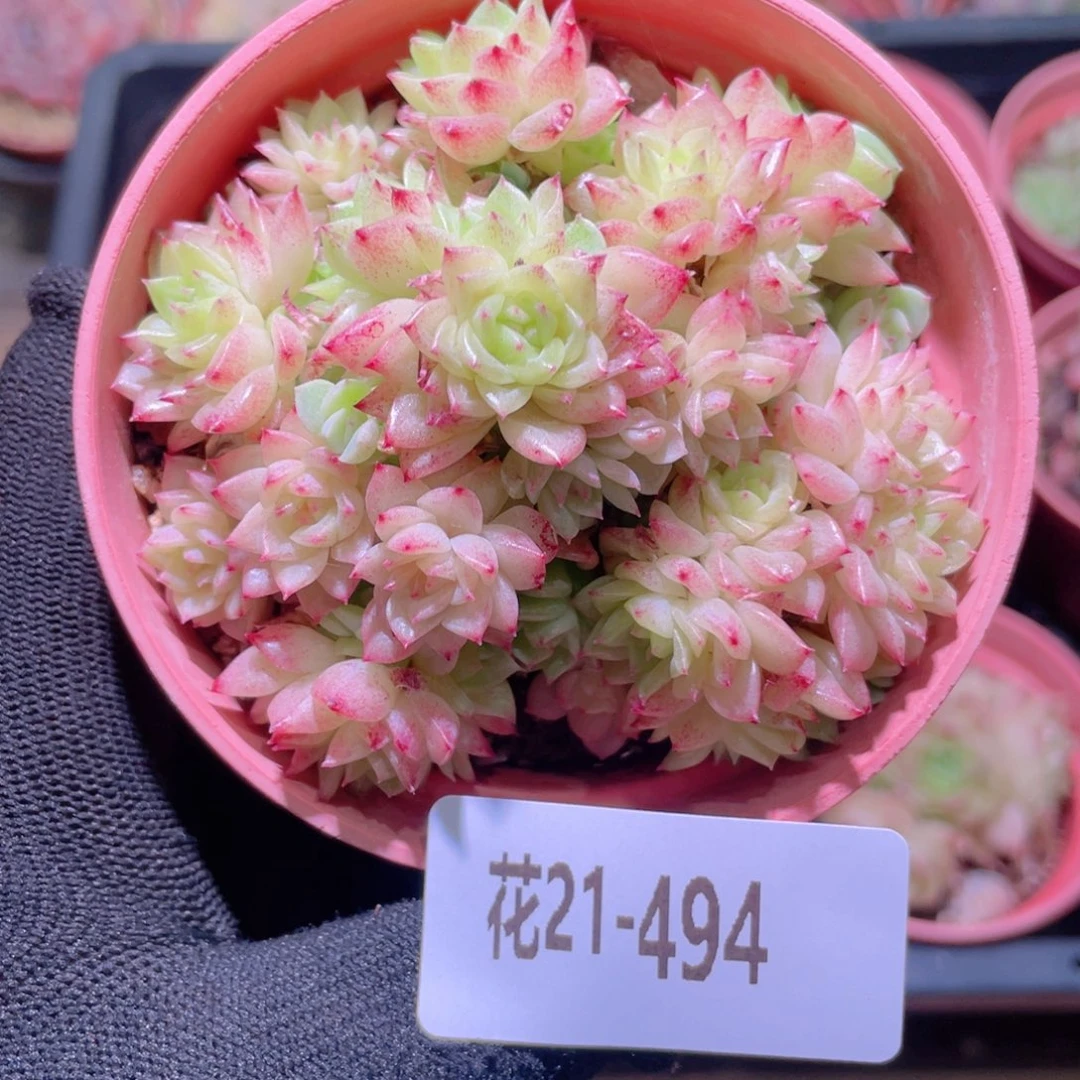 花利美21-494麦秆