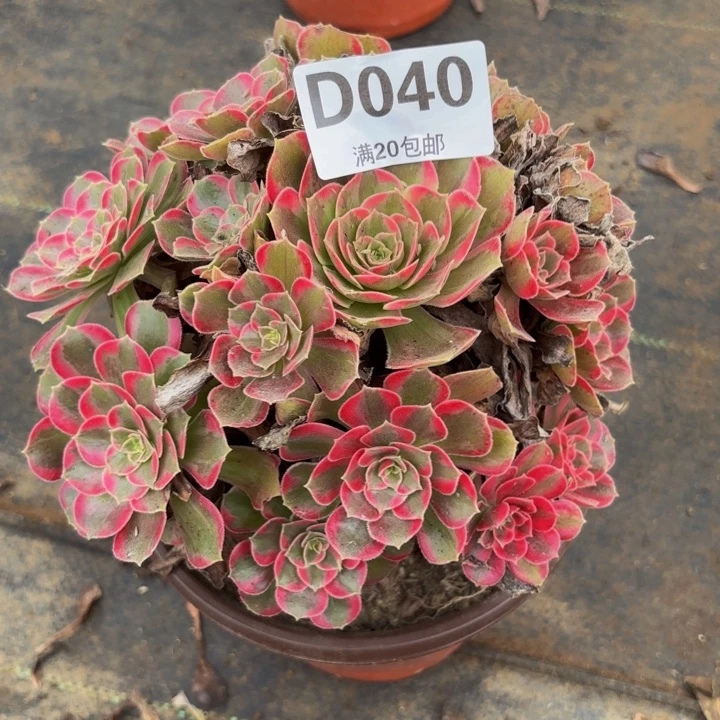 瑞妈多肉植物，040安娜锦