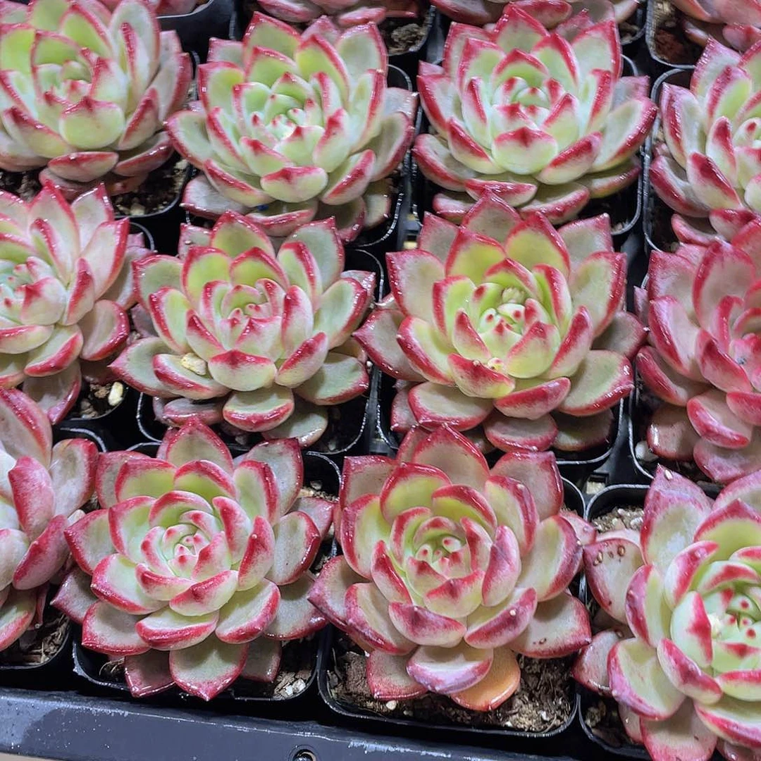 量拍137号 夜魔侠单头一个