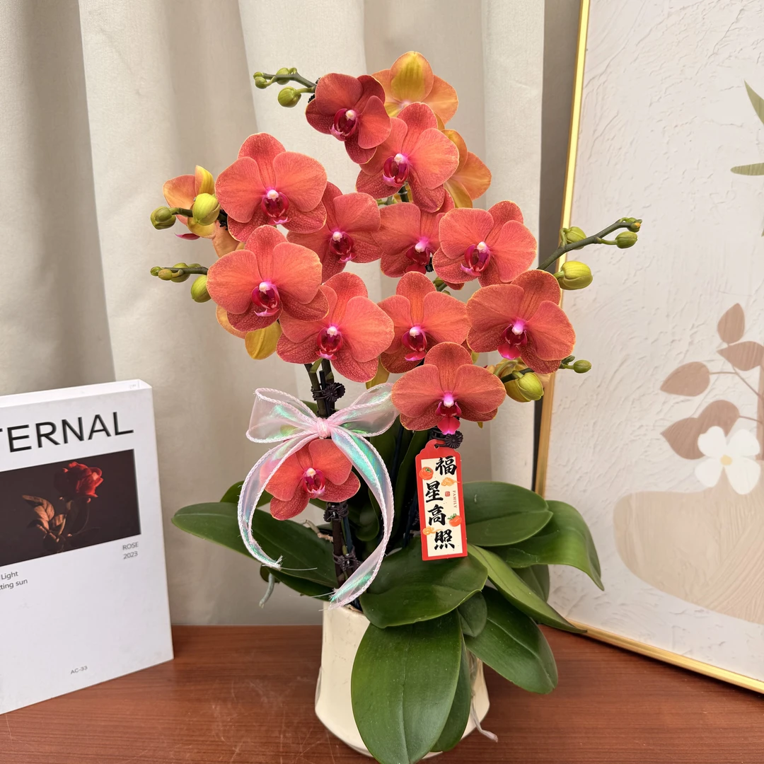 蝴蝶蘭《金桔》年宵复古色系  蜡质花花 基地直发