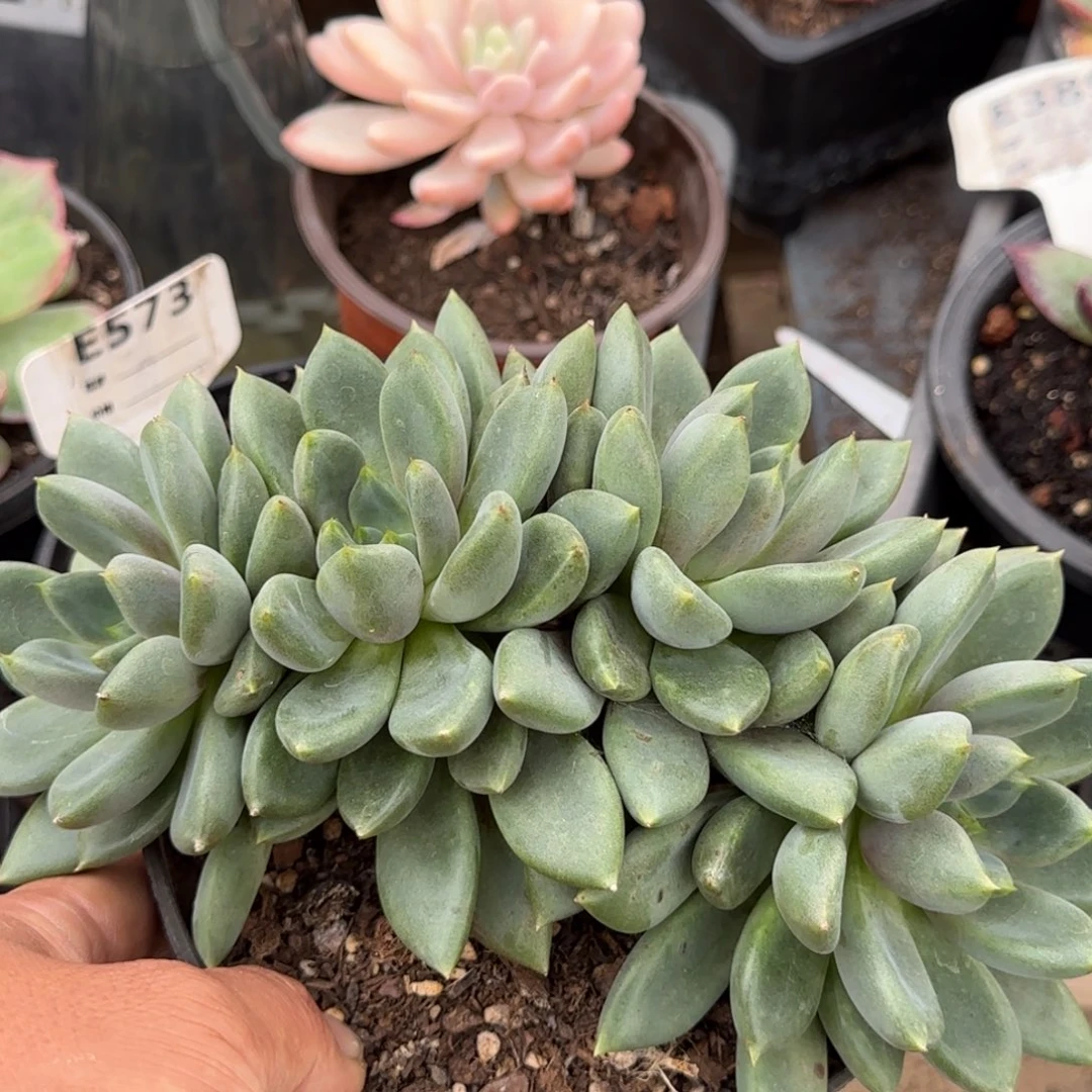 红象牙朵朵惊鸿一物一拍包装收缩花旱