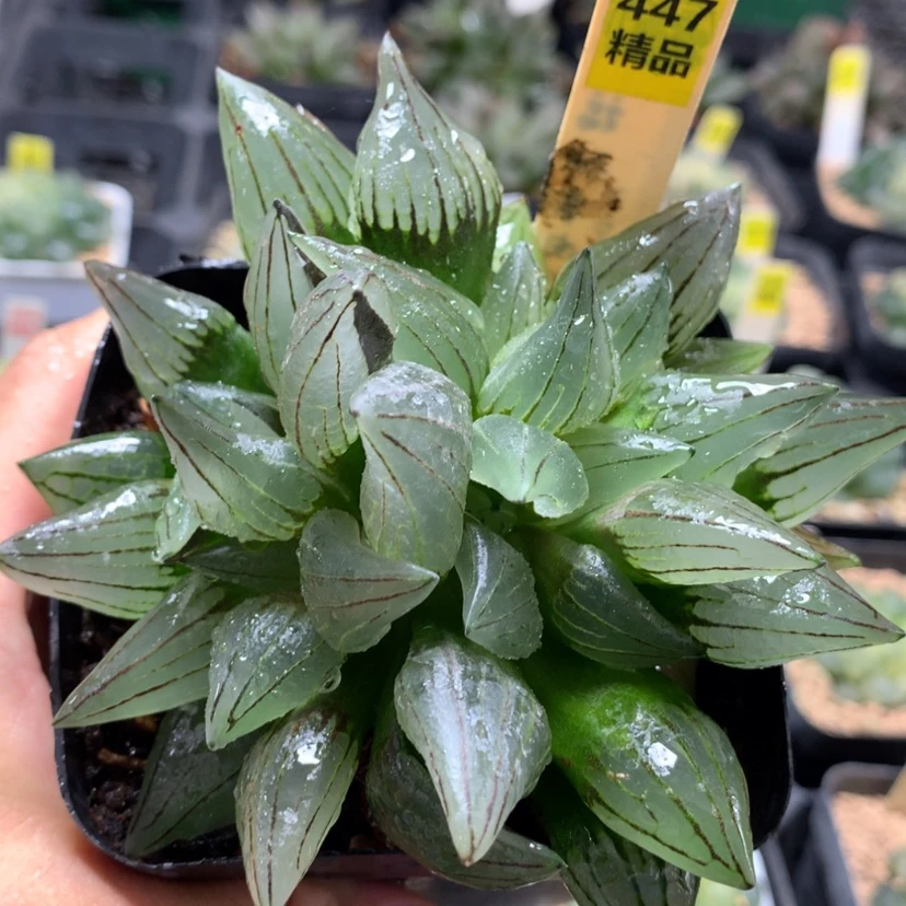【闪购商品】447西瓜脱土发货