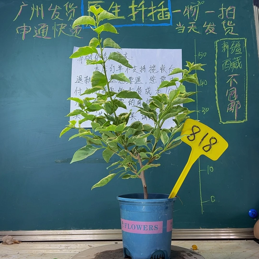 当前无花栽培后可以开花  小斑叶丽人  818