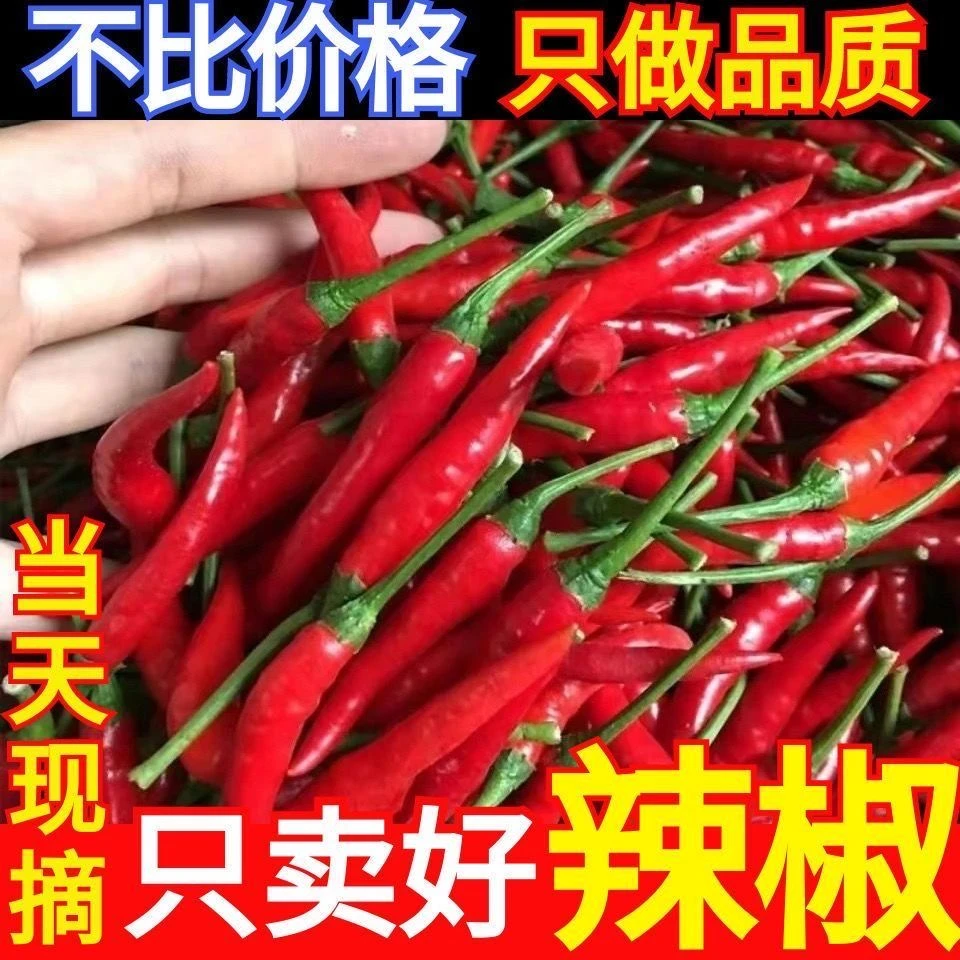 云南新鲜采摘特辣小米椒可做泡椒剁椒的优质蔬菜辣椒红辣椒