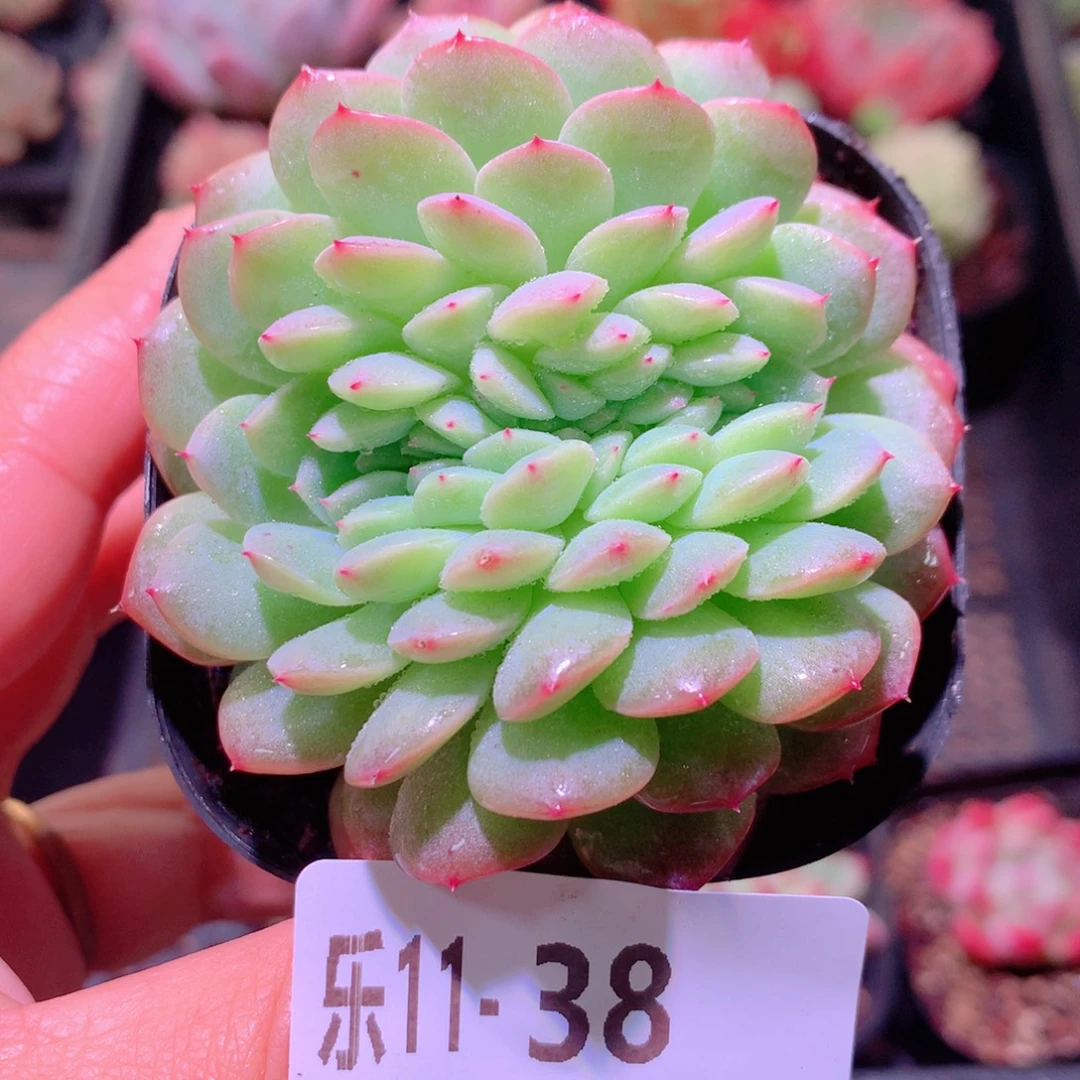 乐然11-38 新品缀化