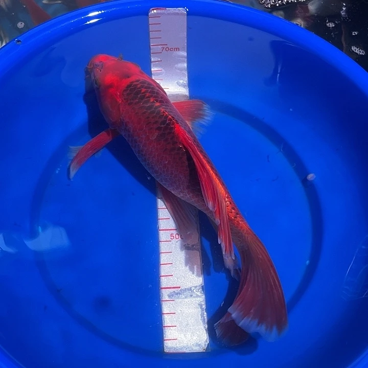 蝴蝶鲤冷水观赏鱼