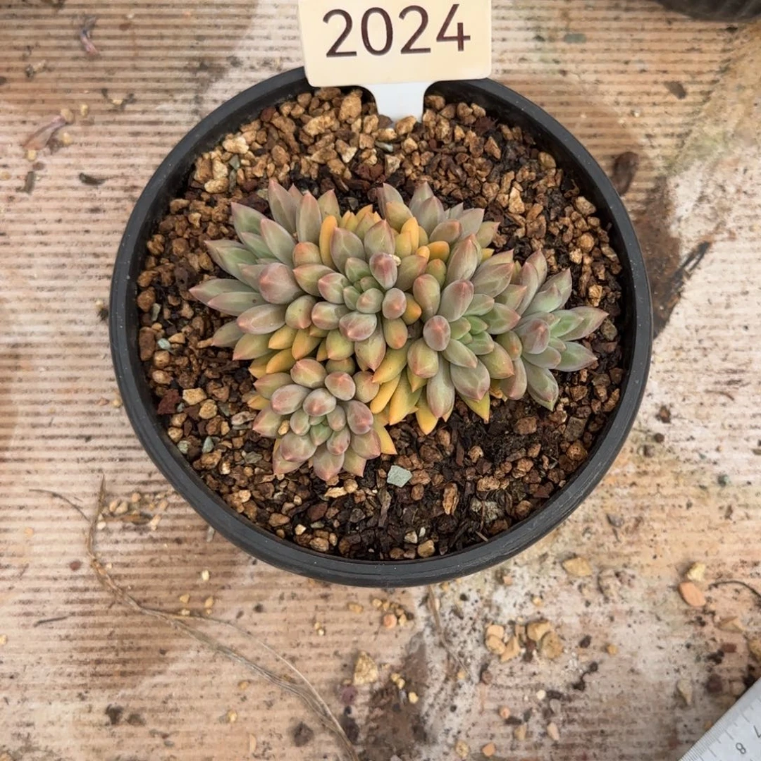 小***花红蜻蜓    2024号