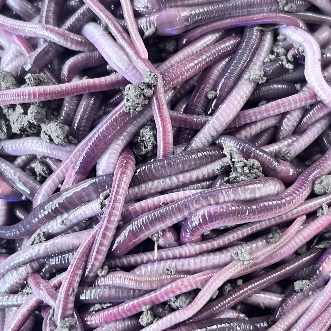 特大号紫蚯蚓一斤活饵散装半斤批发野钓饵活体垂钓鱼饵钓鱼鲜活