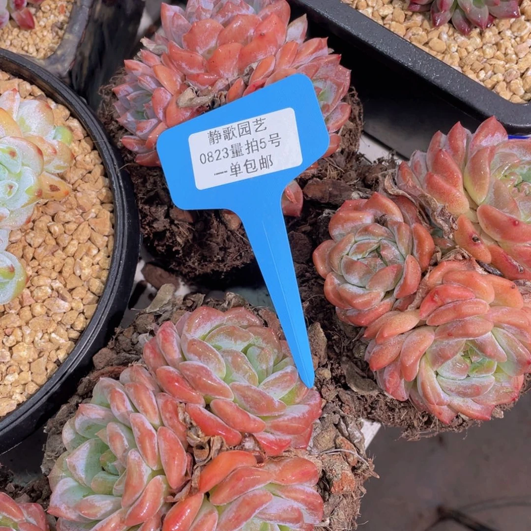 0823-5-棉花糖群买一送一量拍