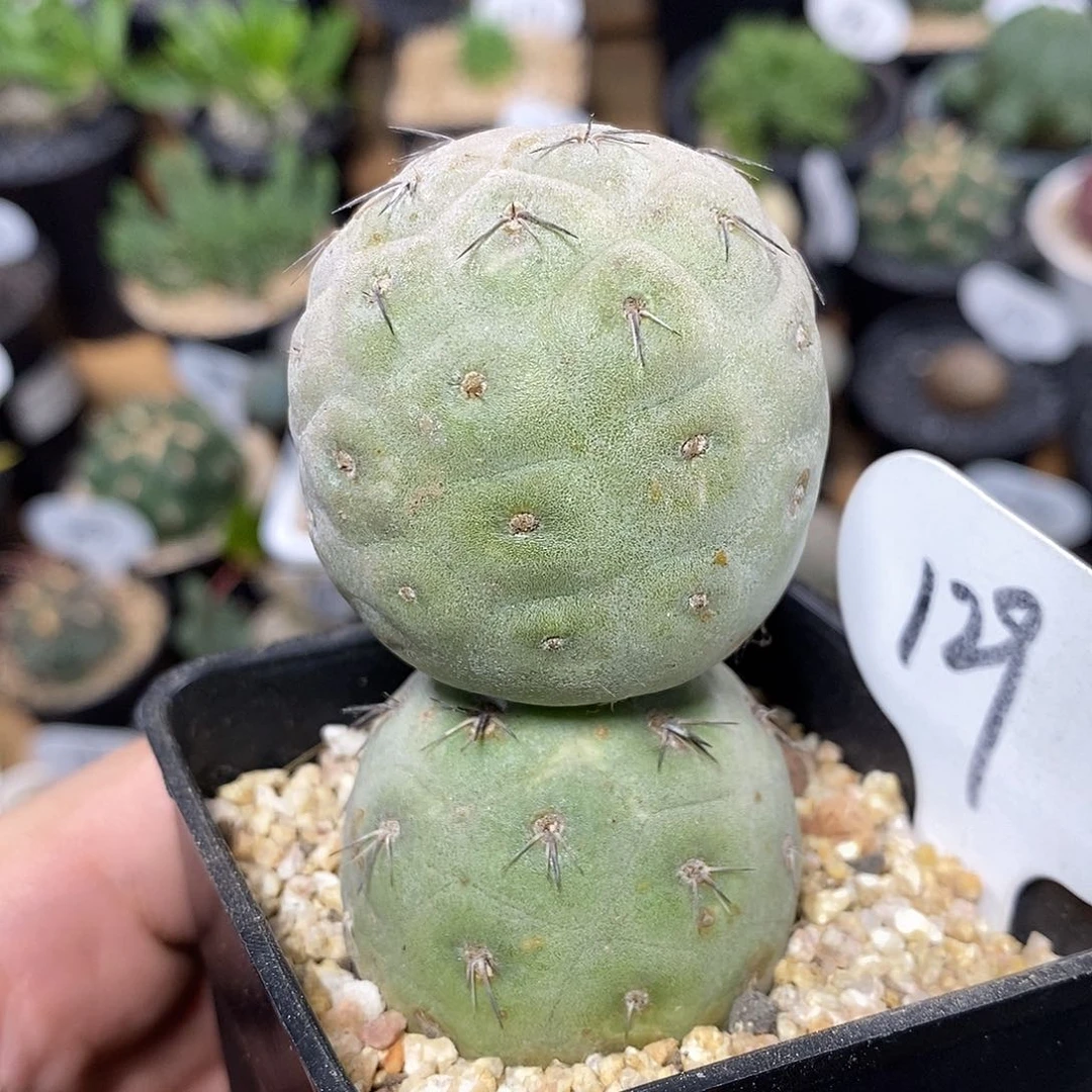 双头习志野129号4.2cm