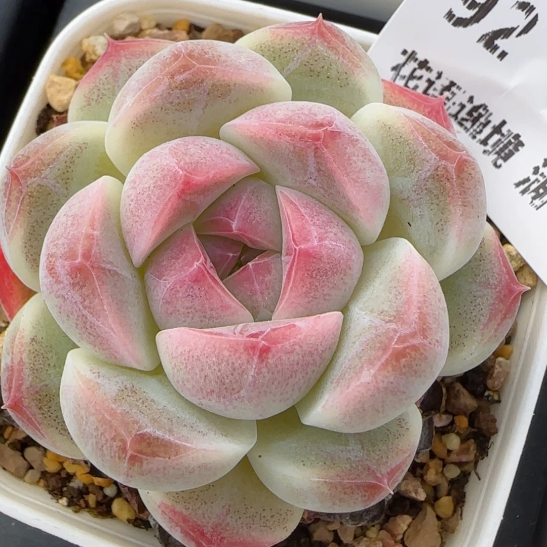 花语逸境0216-92