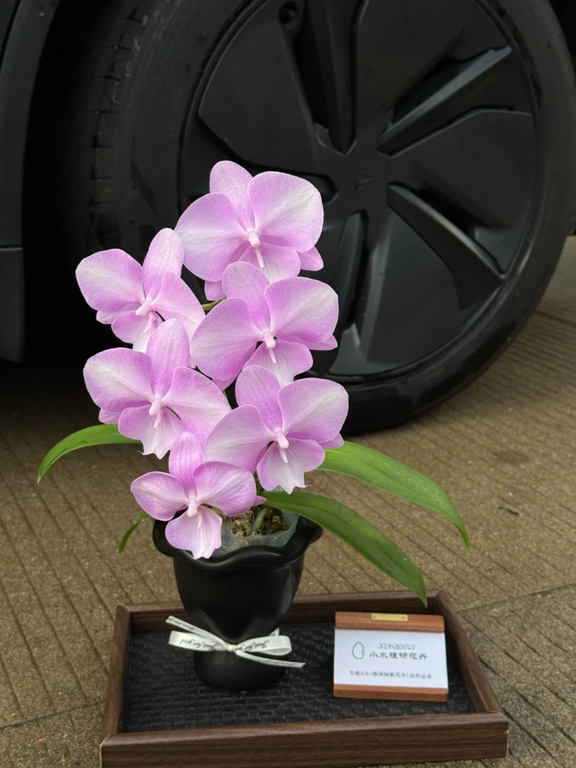 【骑士Deejay Soul】AA级蝴蝶兰小水甄选 荷兰福纳瑞温柔莫兰迪浪漫